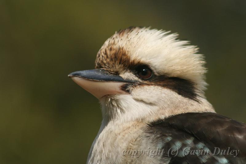 Kookaburra, Tindale Gardens IMG_6936.JPG